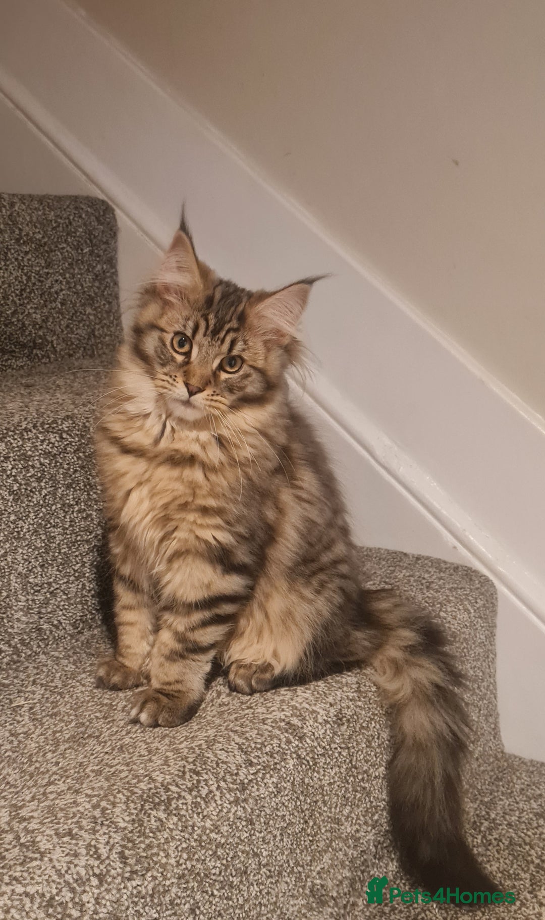 Maine Coon cats for sale: Mainecoon female - Advert 1