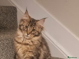 Maine Coon cats Mainecoon female - Advert 1
