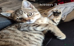 Mixed Breed cats for sale: Ragdoll cross maincoon  - Image 4