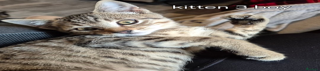 Ragdoll Kitten 3