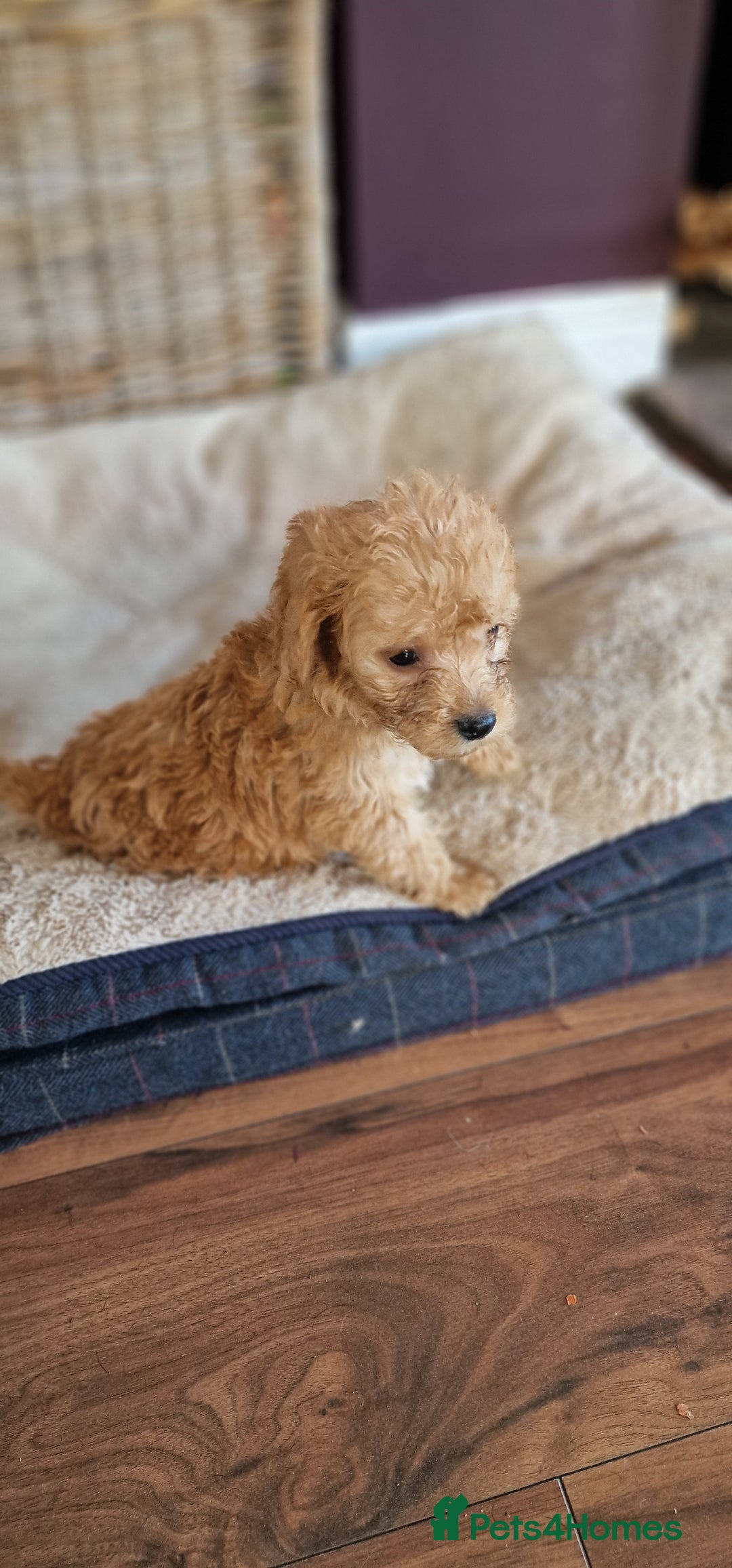 Cockapoo dogs for sale: Cockapoo - Image 18