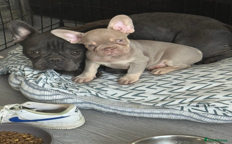 French Bulldog dogs - Advert 2