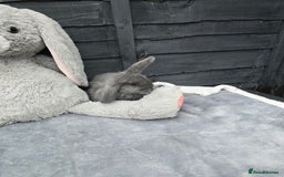 Continental Giant rabbits for sale: Giant french lops - Image 4