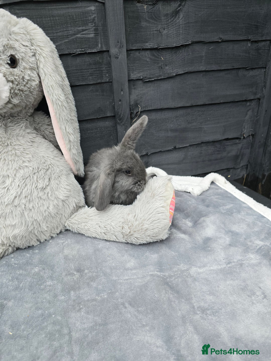 Continental Giant rabbits for sale: Giant french lops - Image 4