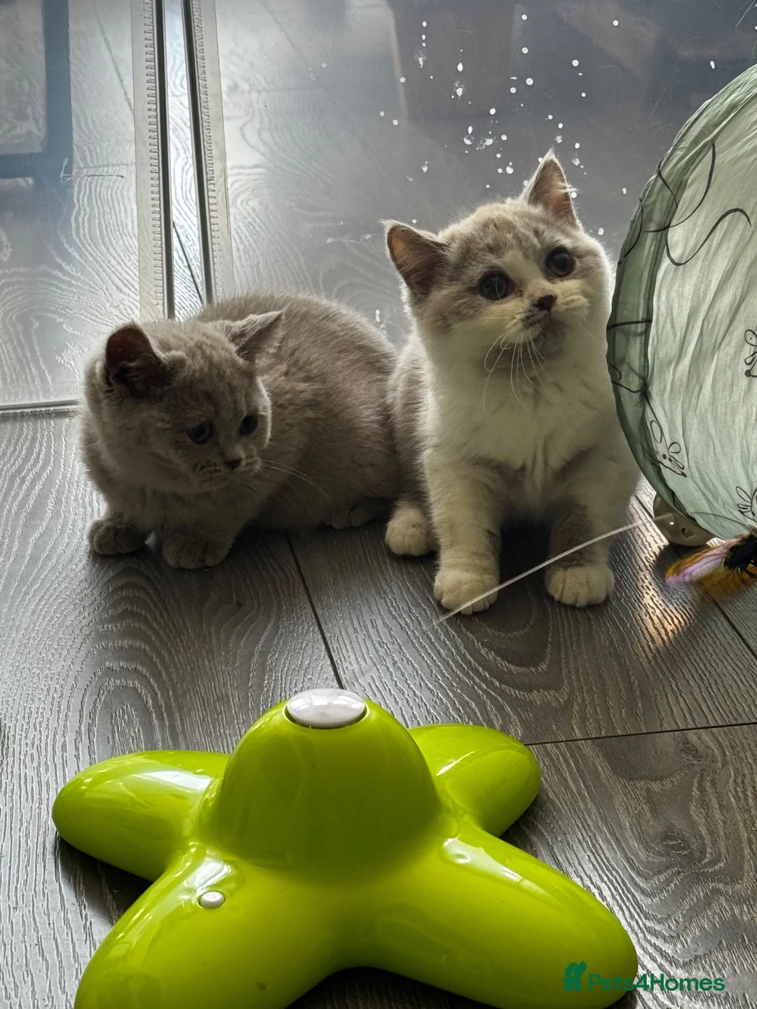 British Shorthair cats for sale: Beautiful British Shorthair Registered Kittens - Advert 15