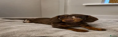 Miniature Dachshund 1