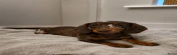Miniature Dachshund dogs for sale: Two miniature dachsund males.  - Advert 3