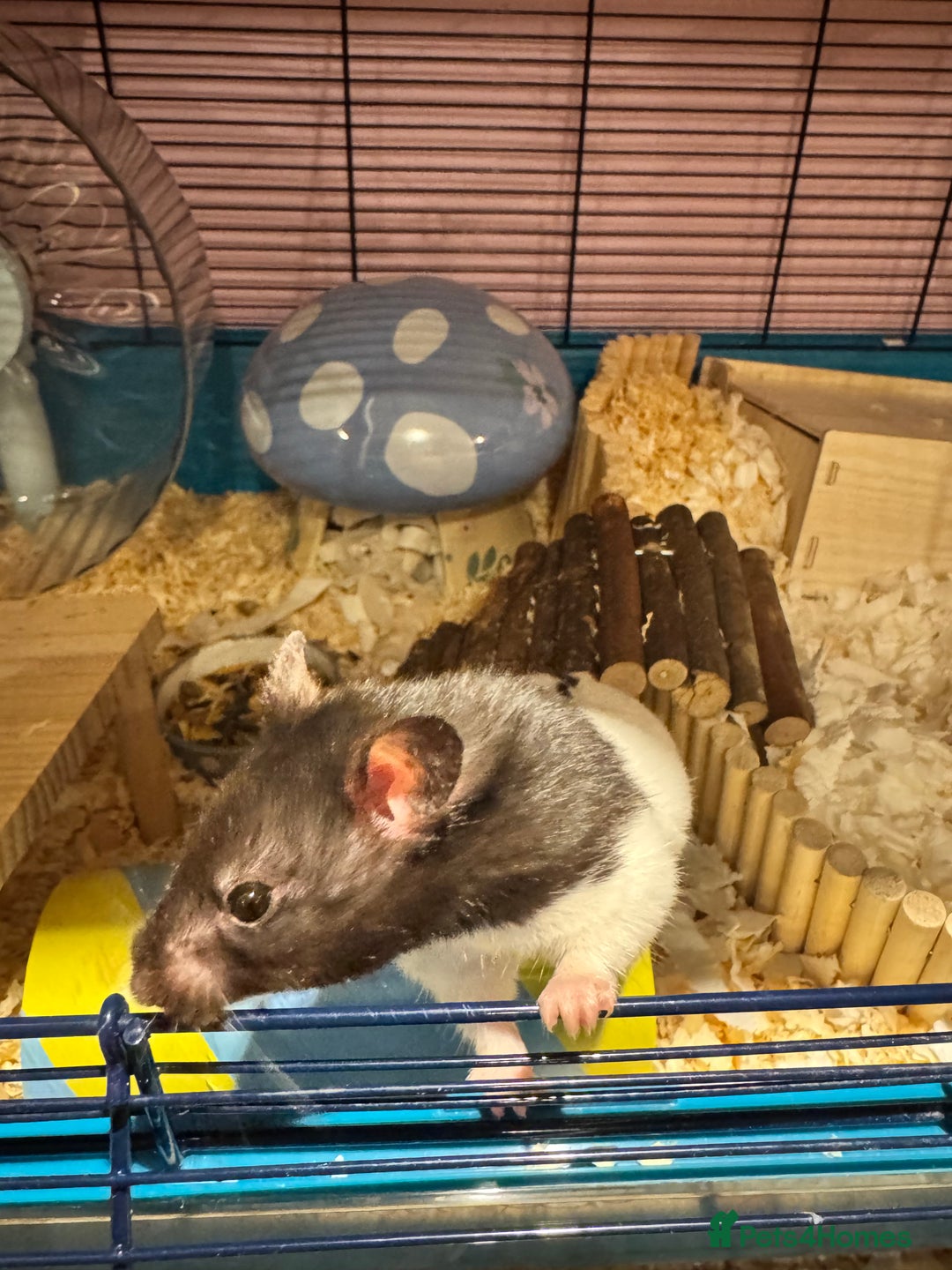 Hamster rodents for sale: Tame older hamsters  - Advert 5