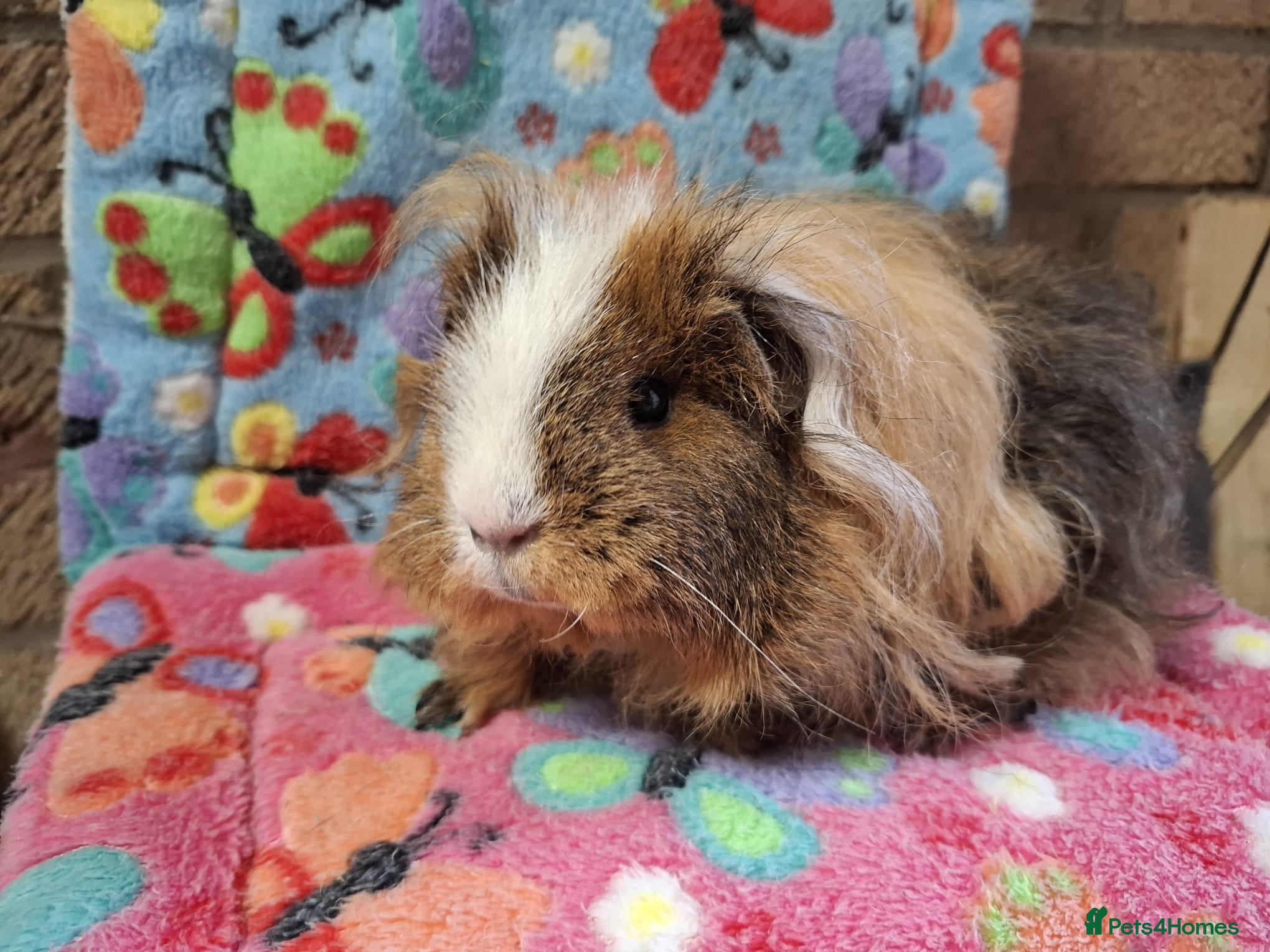 Guinea Pig rodents Young Adult Longhaired Sows For Retirement Homes  - Advert 15