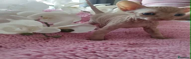 Sphynx Kitten 1