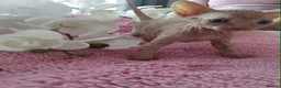Sphynx cats for sale: Beautiful kittens - Advert 9