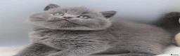 British Shorthair cats for sale: PEDIGREE REGISTERED CHUNKY BRITISH SHORTHAIRS - Advert 10