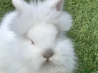 Lionhead rabbits Double Manned Lionhead Dwarf Rabbits - Advert 17