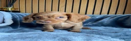 Cocker Spaniel dogs for sale: KC reg Working cockers - Outstanding pedigree - Advert 18