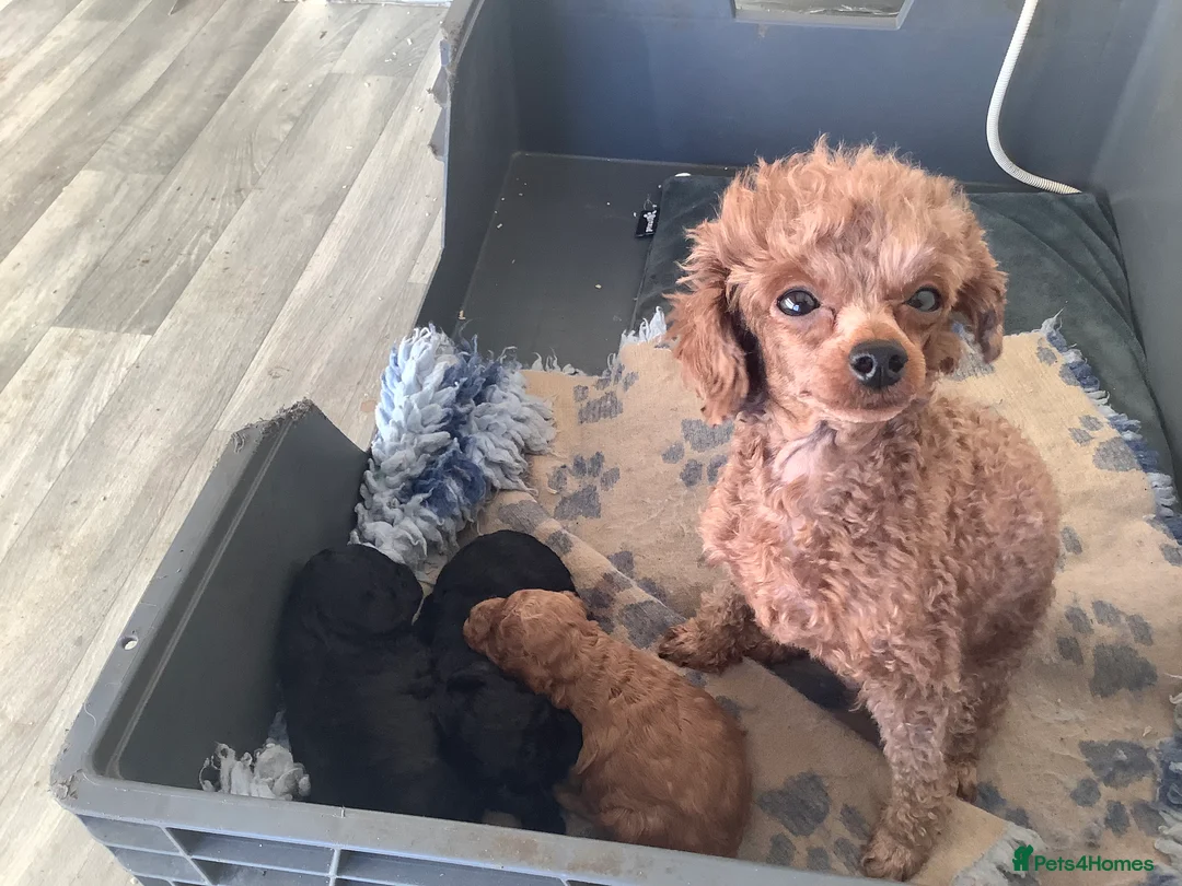 Toy Poodle dogs for sale: Extra Tiny Asian Toy Poodle - Advert 3