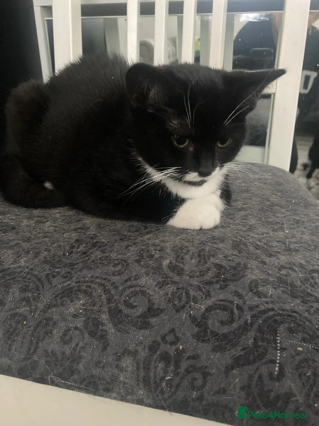 Mixed Breed cats for sale: Beautiful black and white kittens  - Advert 2