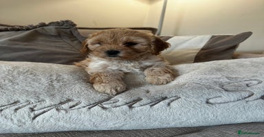 Cockapoo dogs - Advert 5
