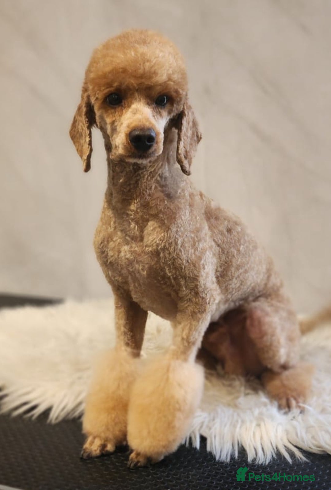 Toy Poodle dogs for stud: Gorgeous Red Toy Poodle KG REG & Health tested  in Walsall - Advert 1