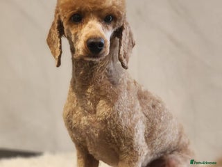 Toy Poodle dogs Gorgeous Red Toy Poodle KG REG & Health tested in Walsall - Advert 2
