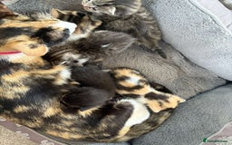 Mixed Breed cats for sale: Female calico  - Image 4