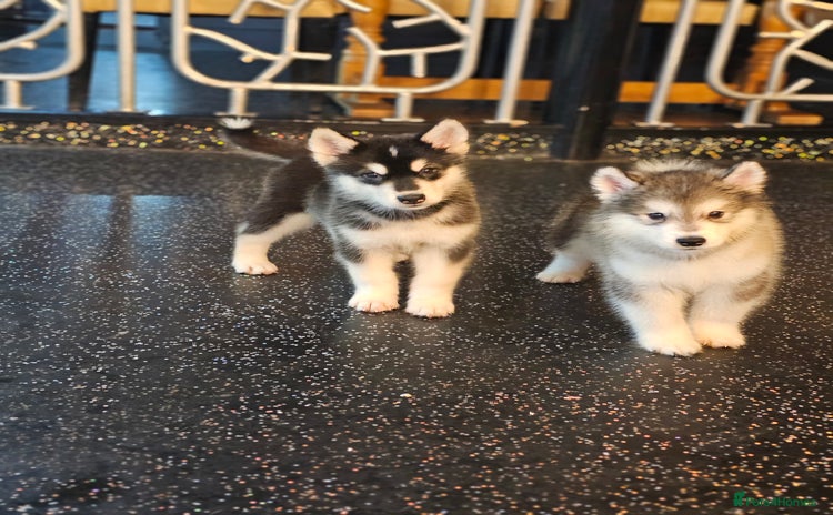 Alaskan Malamute dogs - Advert 2