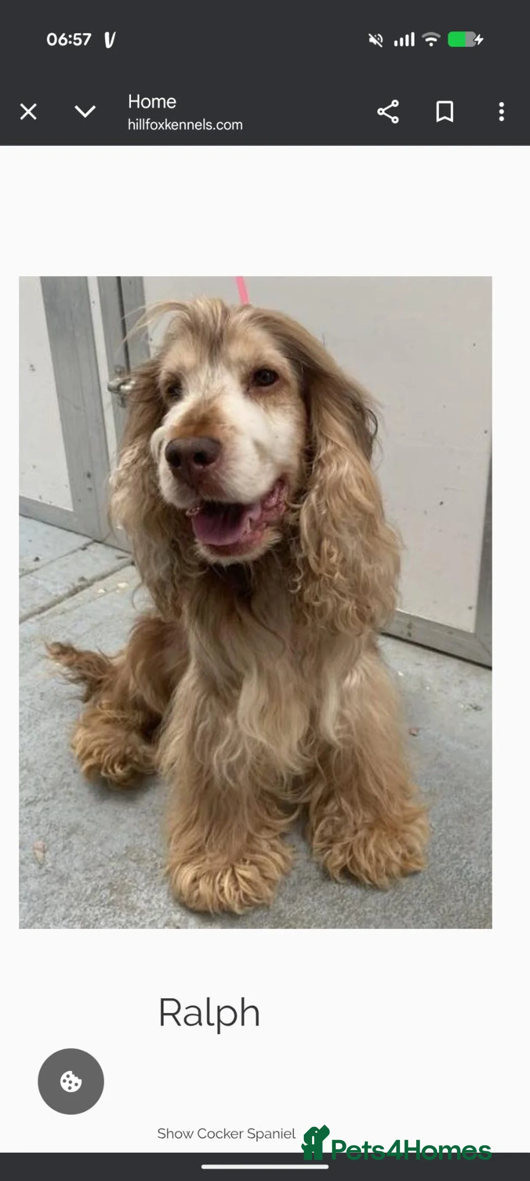 Cocker Spaniel dogs for sale: Gorgeous cocker spaniel puppies🤍 - Advert 12