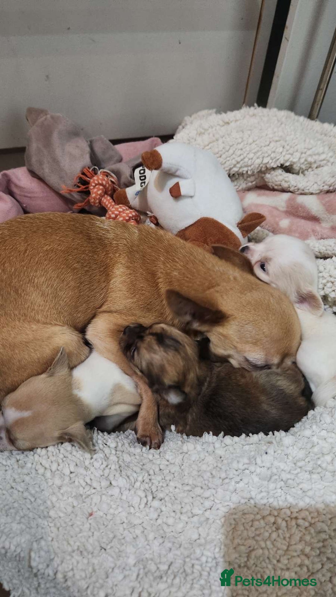 Chihuahua dogs for sale: 3tiny treasures looking for loving homes  - Advert 5