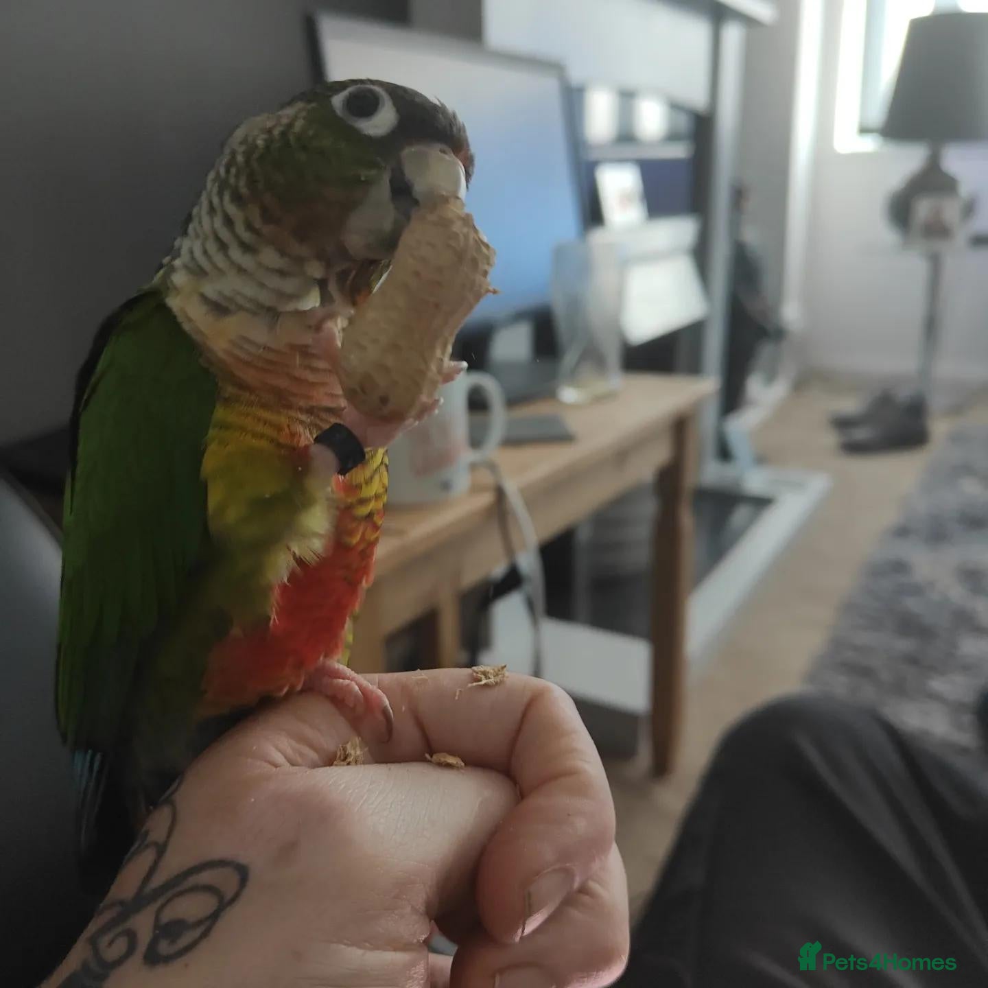 Conures birds Green cheek conure  - Advert 12