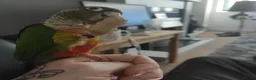 Conures birds for sale: Green cheek conure  in Gateshead - Advert 1