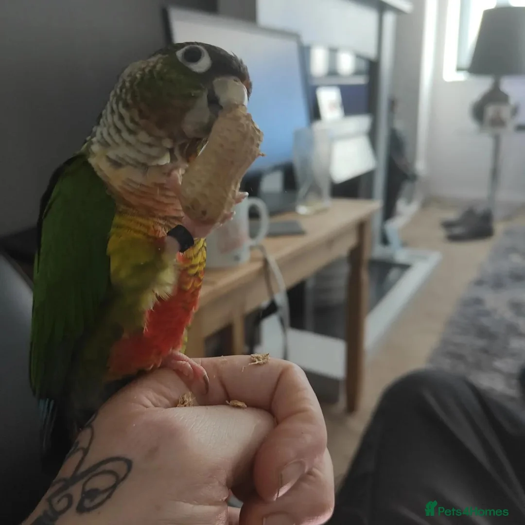 Conures birds for sale: Green cheek conure  in Gateshead - Advert 1