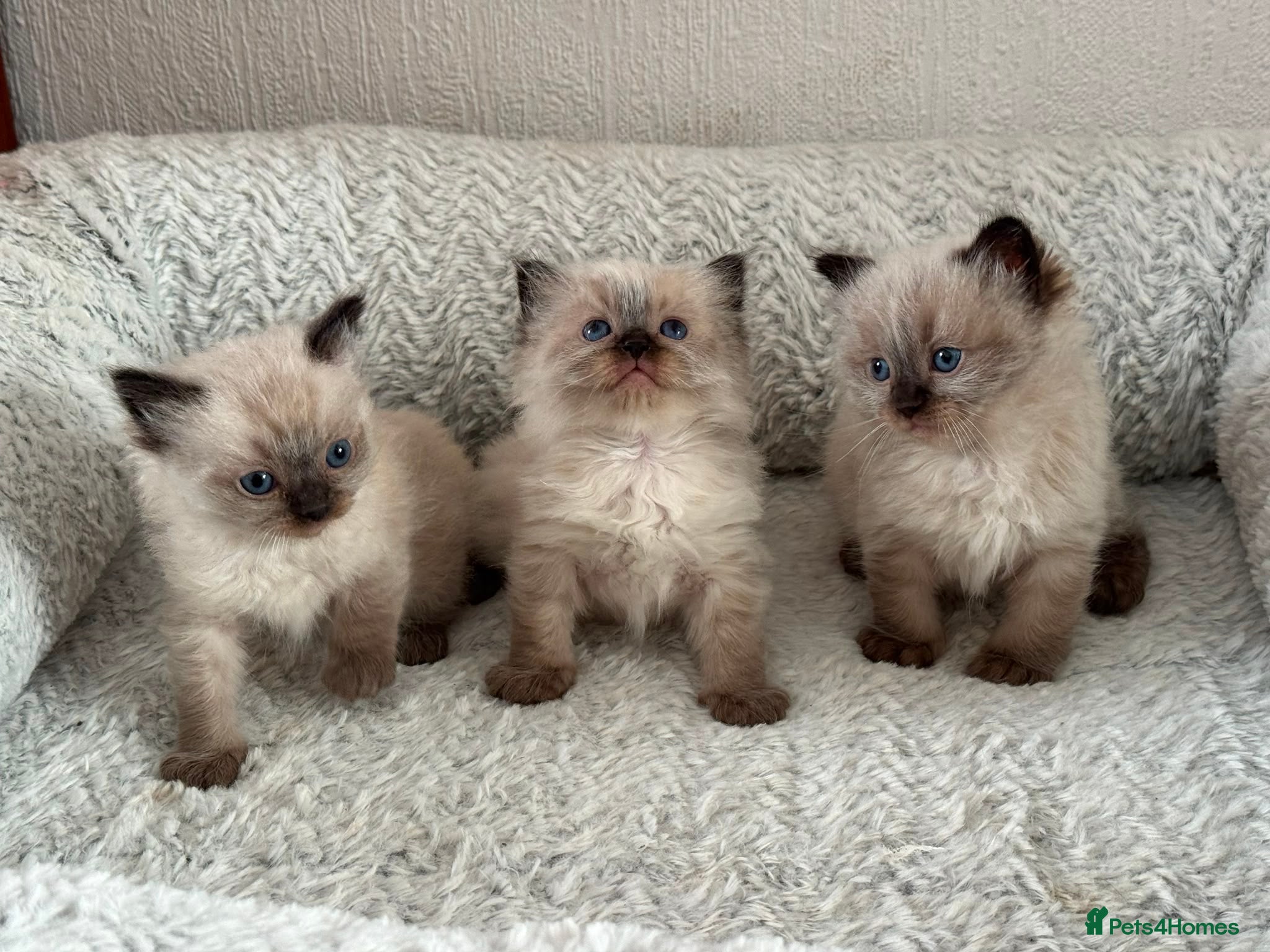 Ragdoll cats Ragdoll Liliac  - Advert 1
