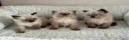 Ragdoll cats for sale: Ragdoll Liliac  - Advert 1