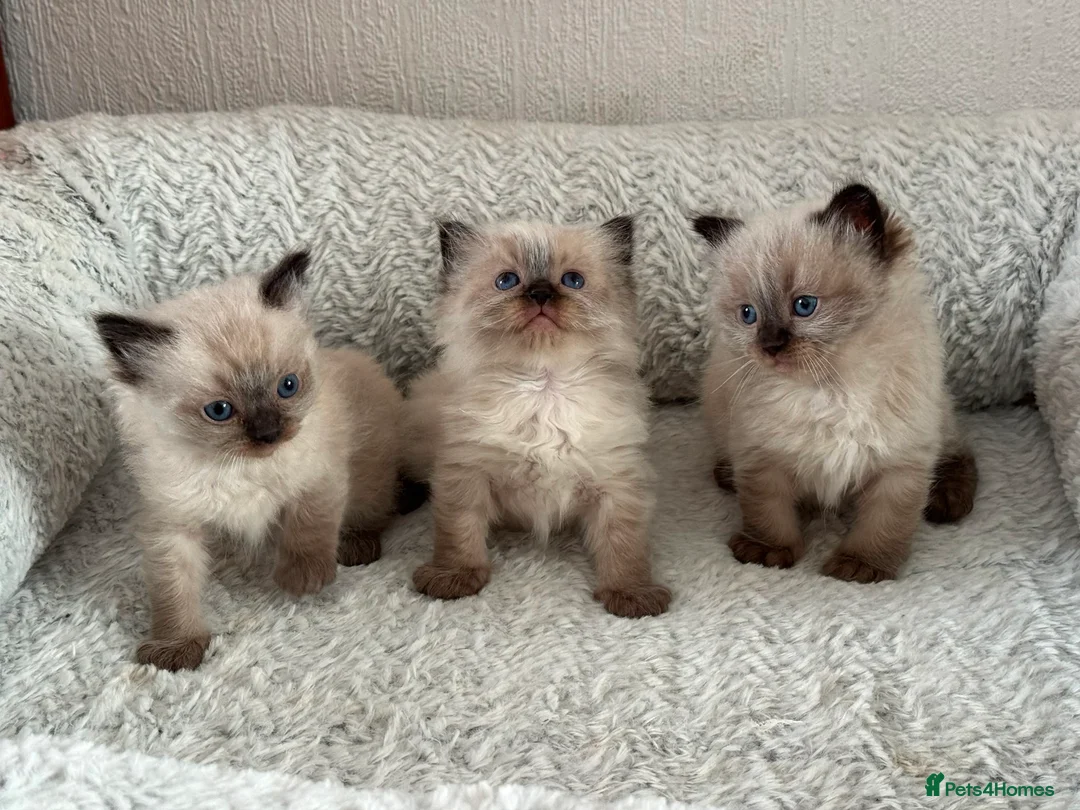 Ragdoll cats for sale: Ragdoll Liliac  - Advert 1