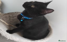 Mixed Breed cats for sale: Mircochipped male kittens  - Image 2