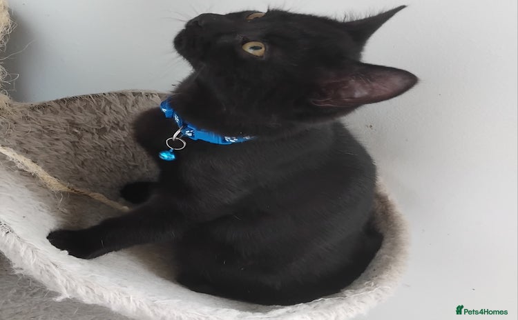 Mixed Breed cats - Advert 13