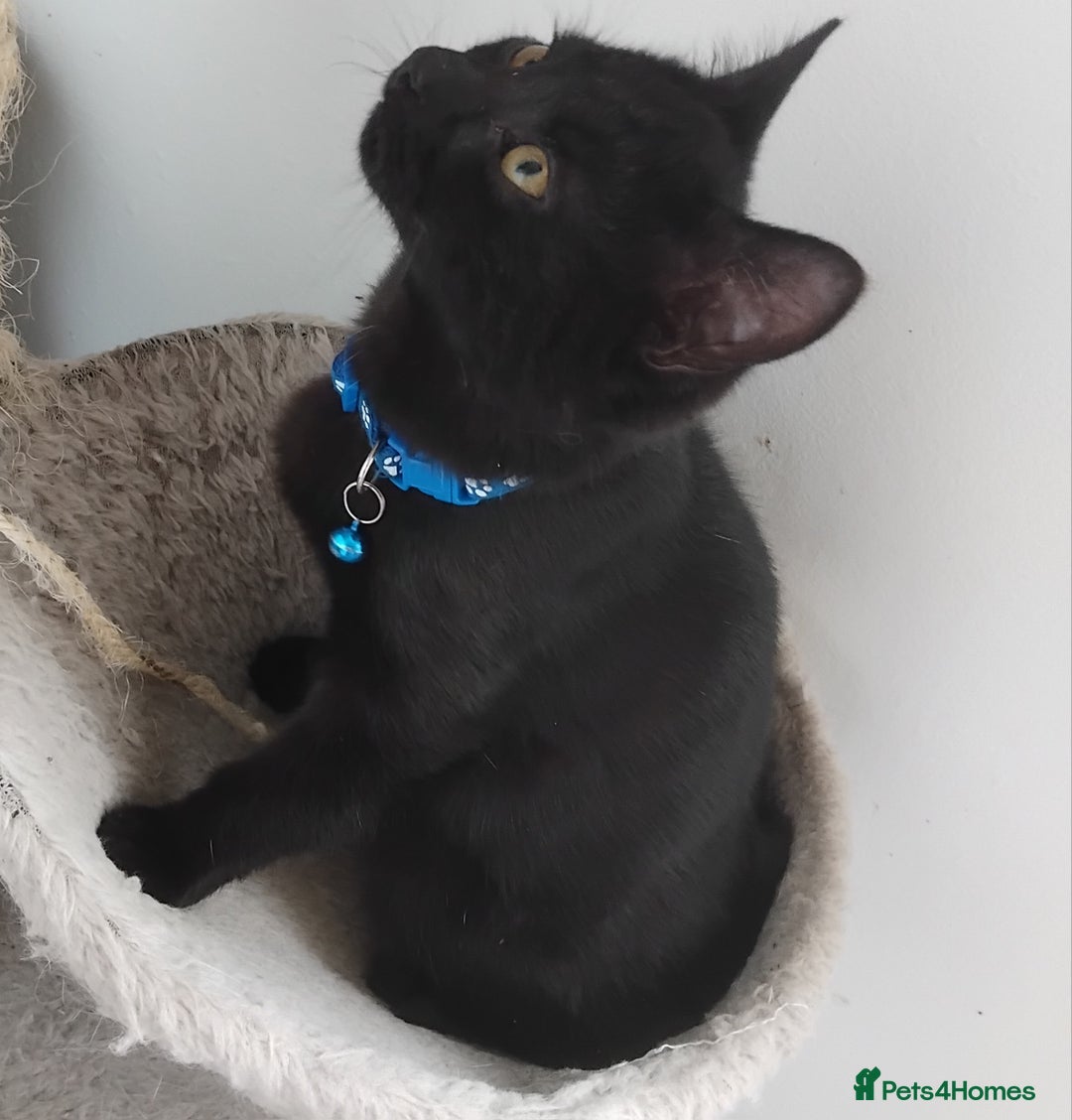 Mixed Breed cats for sale: Mircochipped male kittens  - Image 2