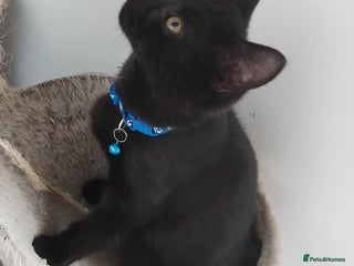 Mixed Breed cats - Advert 2