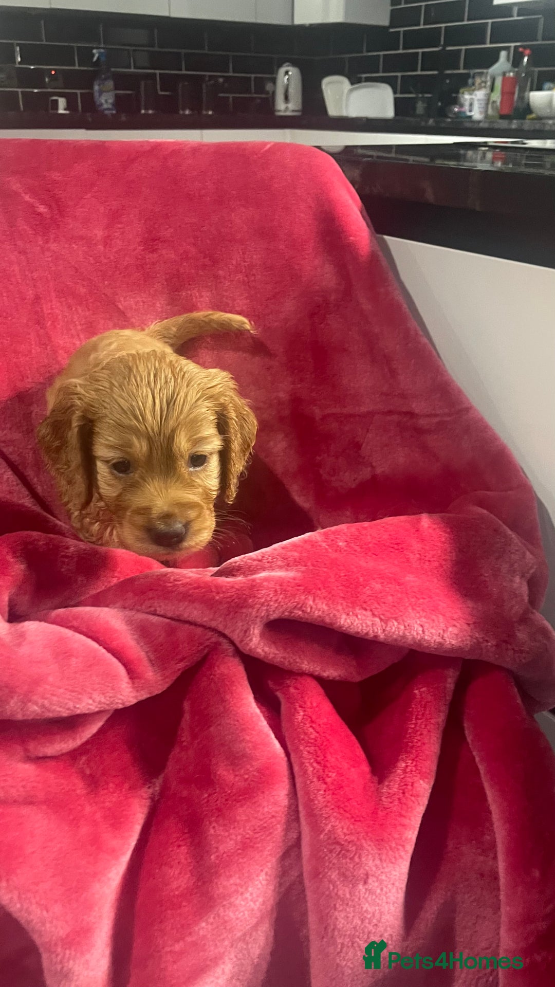 Mixed Breed dogs for sale: Adorable f2B Cockapoos  - Advert 15