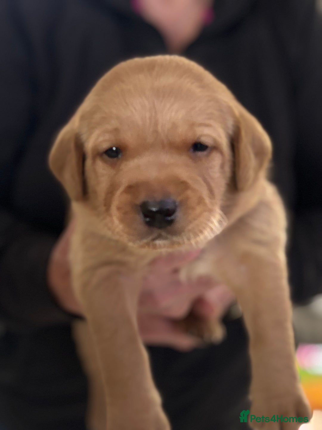 Labrador Retriever dogs for sale: HOME REARED KENNELCLUB REGISTERED LABRADOR PUPPIES - Advert 15