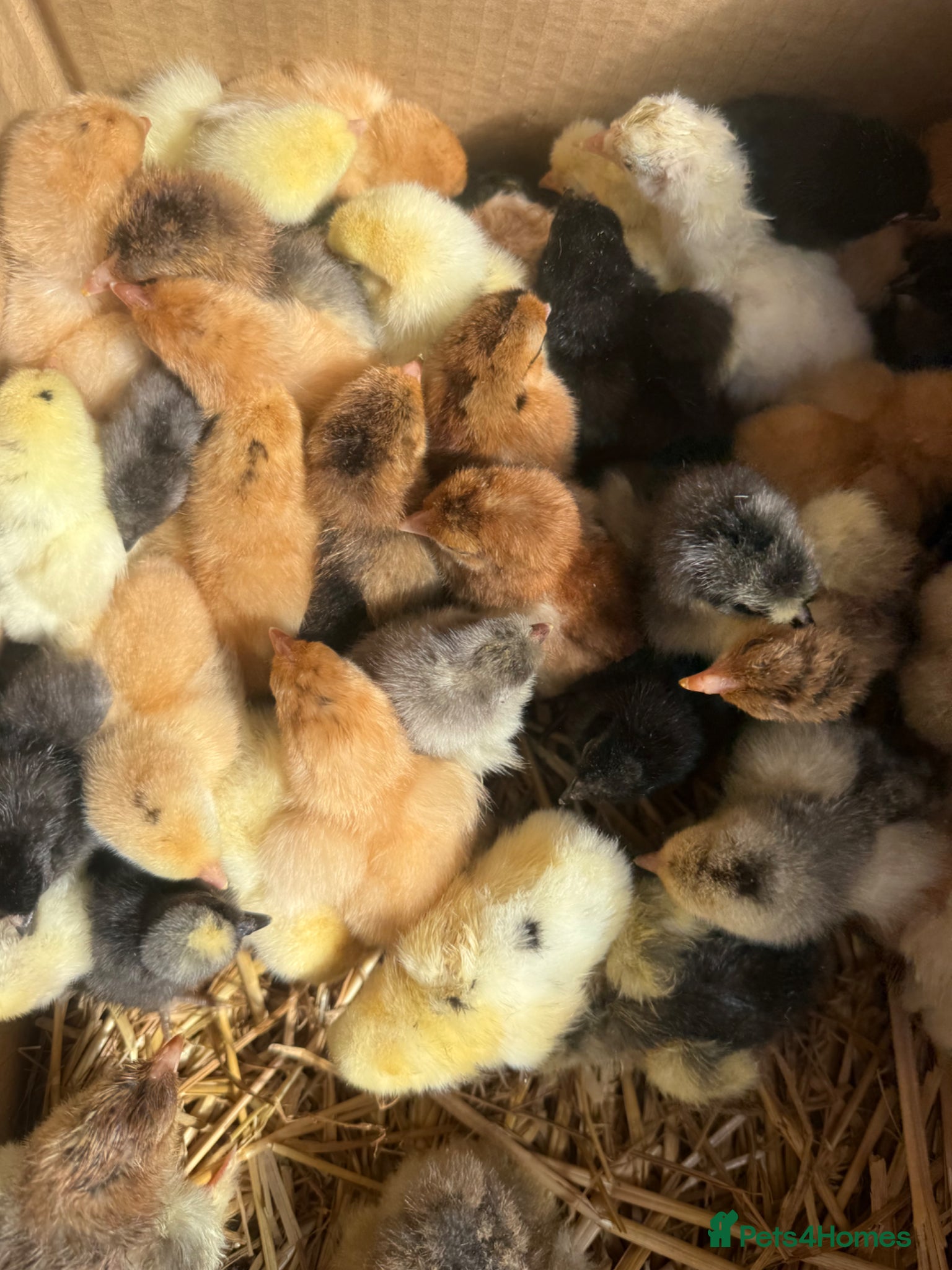 Chickens poultry Hatching Eggs & Chicks Buff, Brahma, Frizzle, Blue - Advert 1