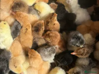 Chickens poultry for sale: Hatching Eggs & Chicks Buff, Brahma, Frizzle, Blue - Advert 3