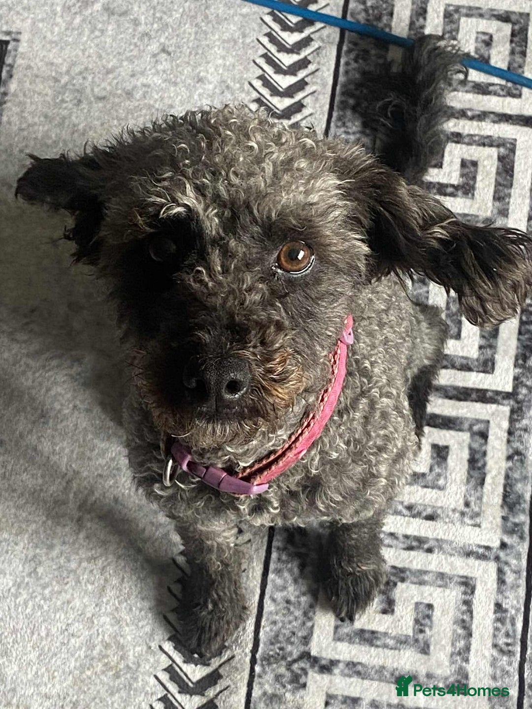 Cockapoo dogs for sale: 2 year old cockapoo bitch  - Image 4