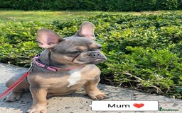 French Bulldog dogs for sale: Bulldog franch  - Image 21
