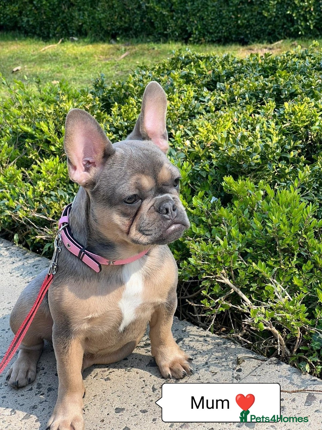 French Bulldog dogs for sale: Bulldog franch  - Image 21