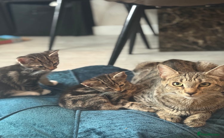 Bengal cats - Advert 4
