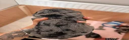 Labradoodle dogs for sale: Premium miniature Labradoodles - Advert 20