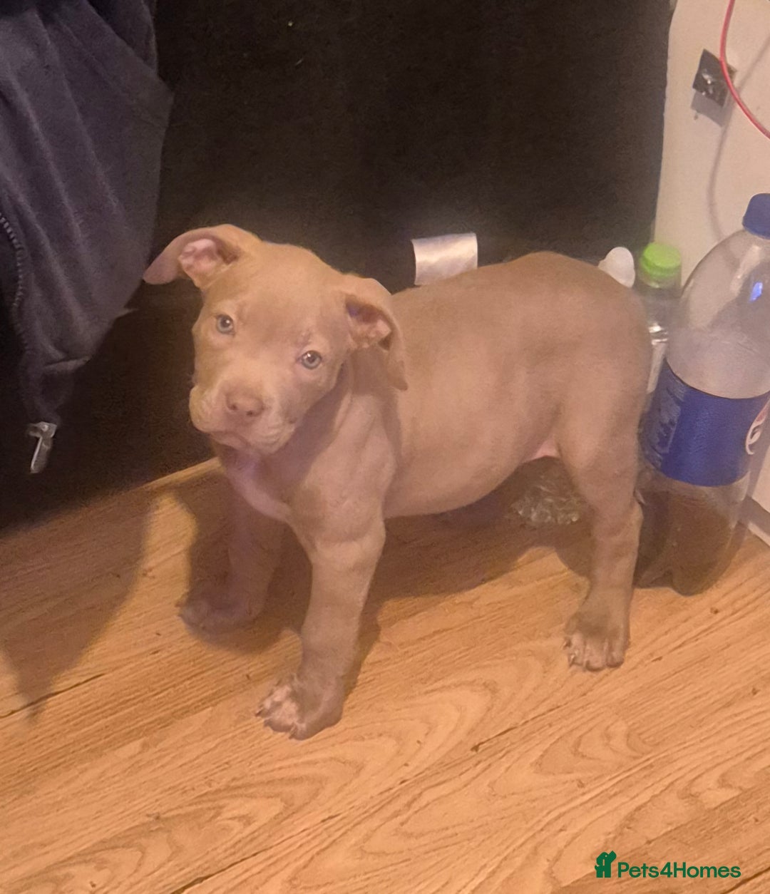 Staffordshire Bull Terrier dogs for sale: Girl Puppy 8 Weeks Old - Advert 5