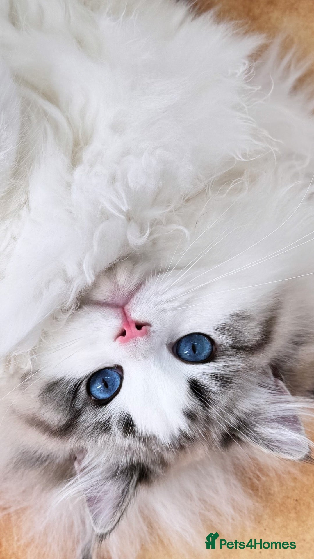 Ragdoll cats Rare Blue Torte Bi Colour Lynx  - Advert 2