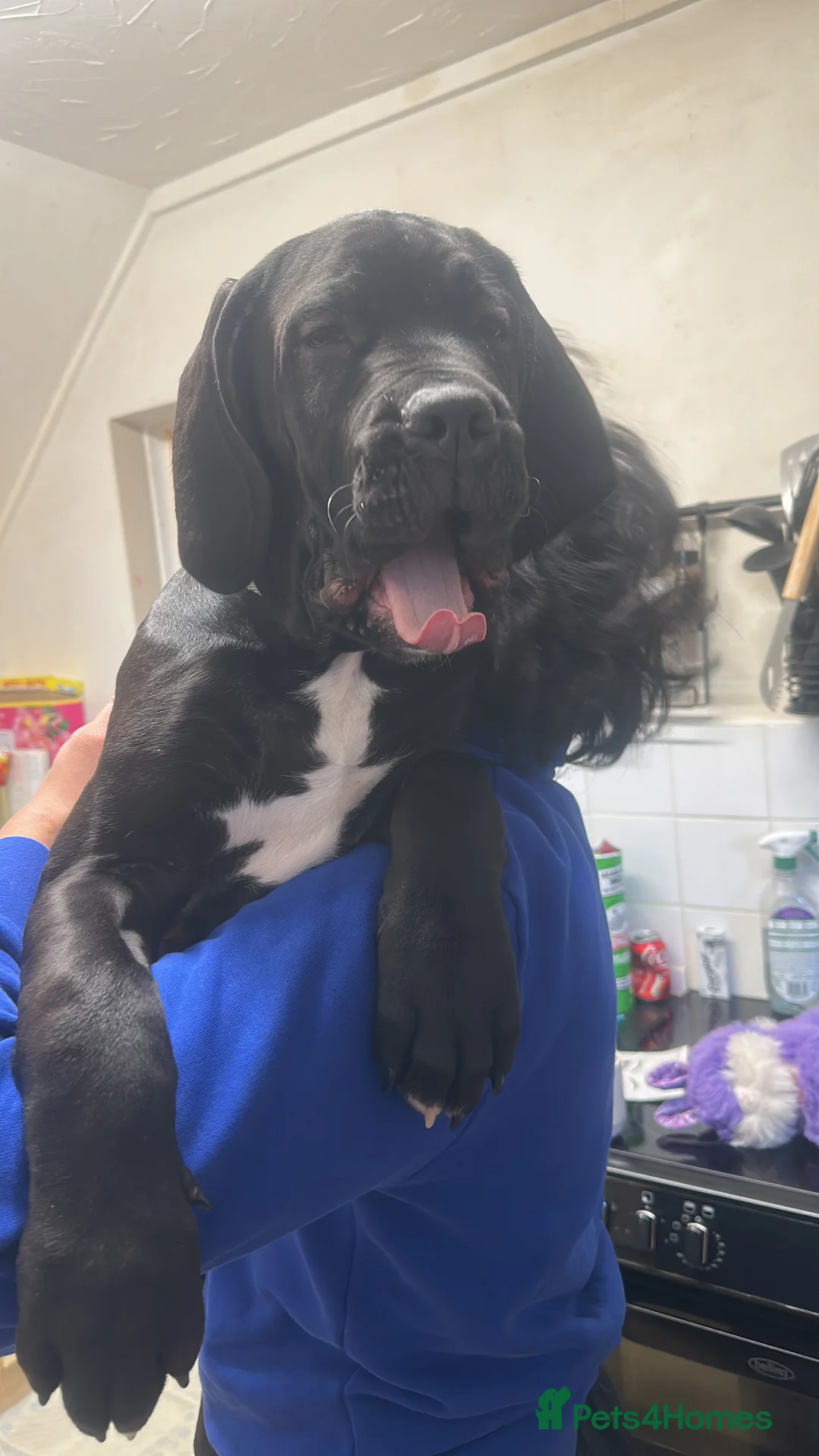 Mixed Breed dogs for sale: Cane corso/ Great Dane💓💓💖💖 - Advert 2