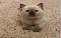 Ragdoll cats for sale: GCCF Seal point and bi colour Ragdoll Kittens - Image 34